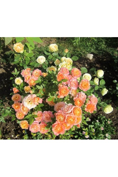 Троянда флорібунда ‘Бріоза’ (жовто-помаранчево-персикова)